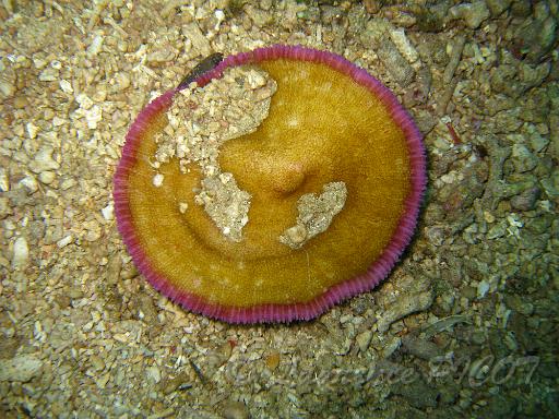 Corail champignon.JPG